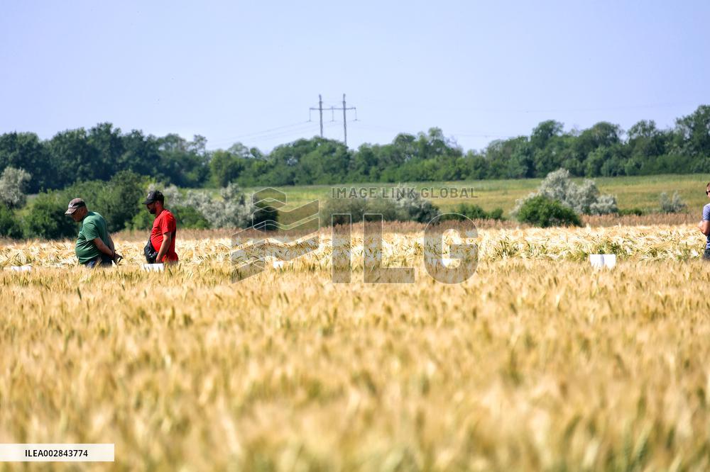 Wheat and barley grow in Odesa region