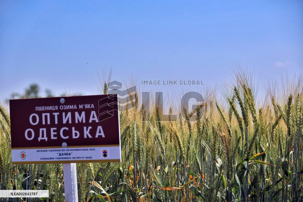 Wheat and barley grow in Odesa region