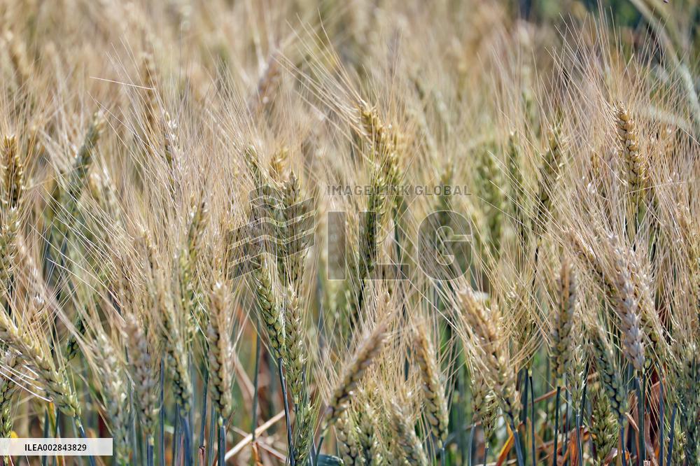 Wheat and barley grow in Odesa region