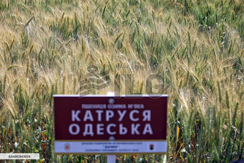 Wheat and barley grow in Odesa region