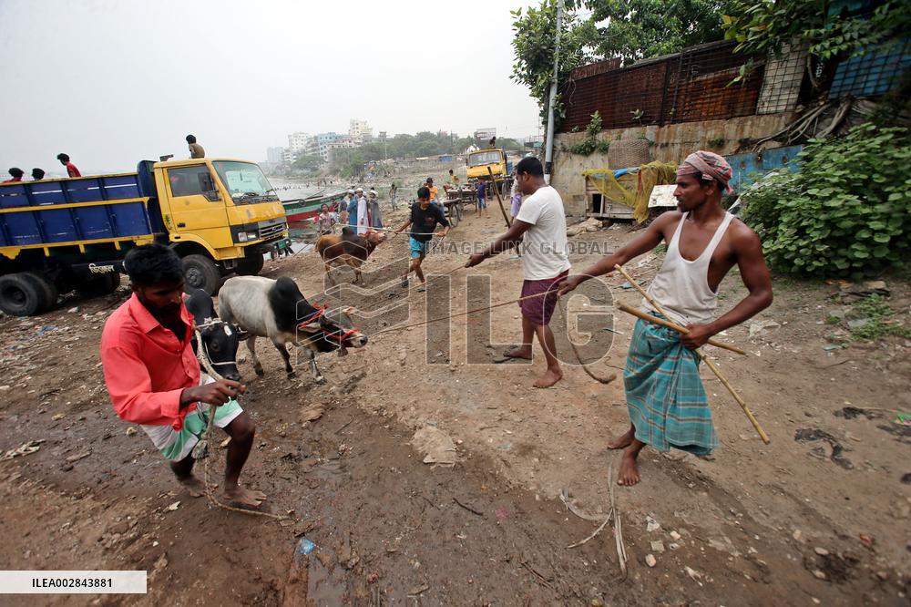 Eid-ul-Azha Preparation - Bangladesh