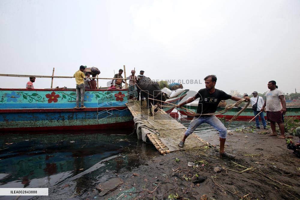 Eid-ul-Azha Preparation - Bangladesh