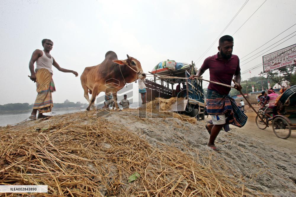 Eid-ul-Azha Preparation - Bangladesh