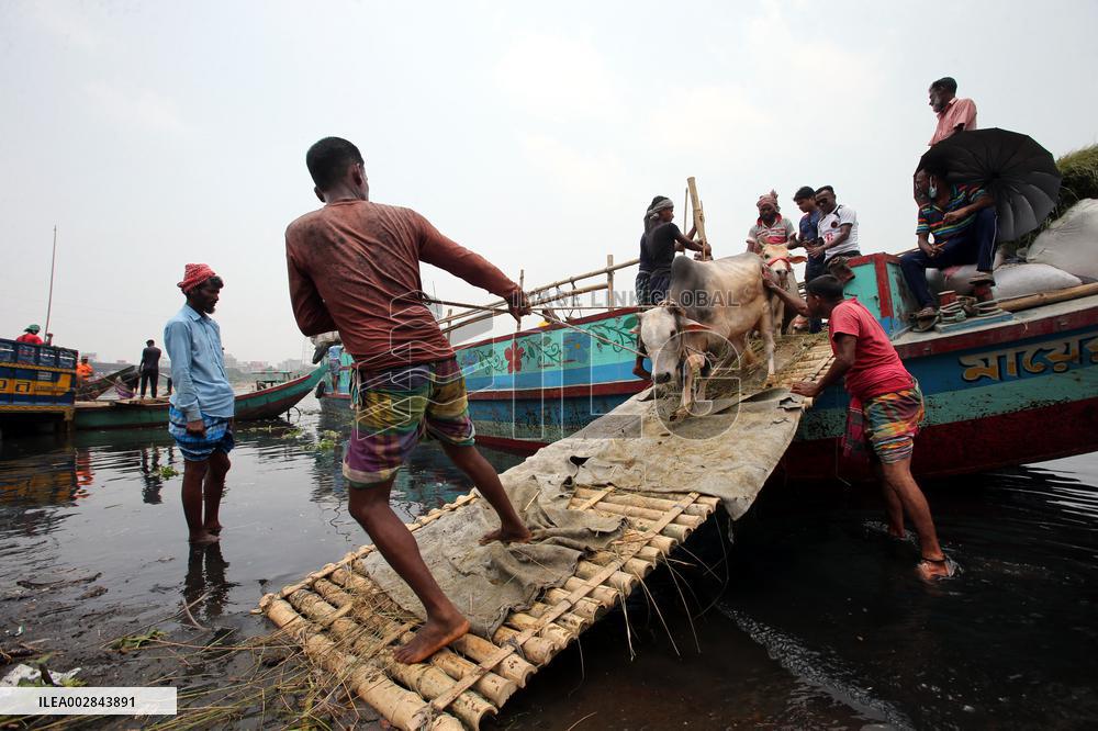 Eid-ul-Azha Preparation - Bangladesh