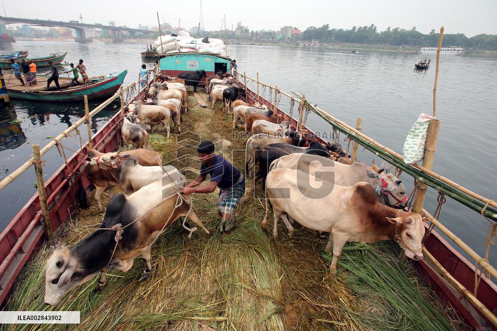 Eid-ul-Azha Preparation - Bangladesh