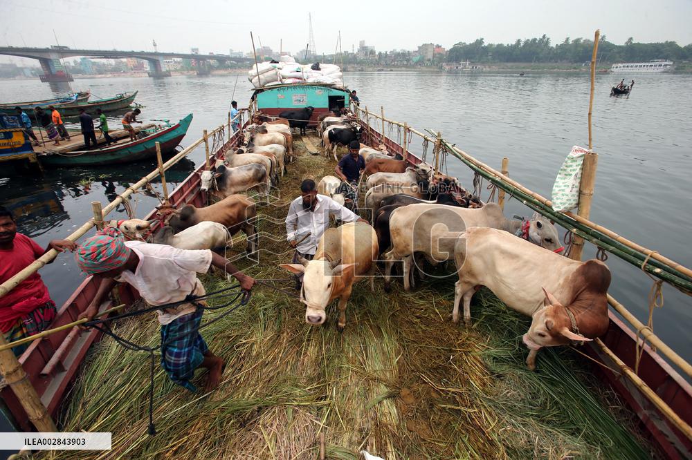 Eid-ul-Azha Preparation - Bangladesh