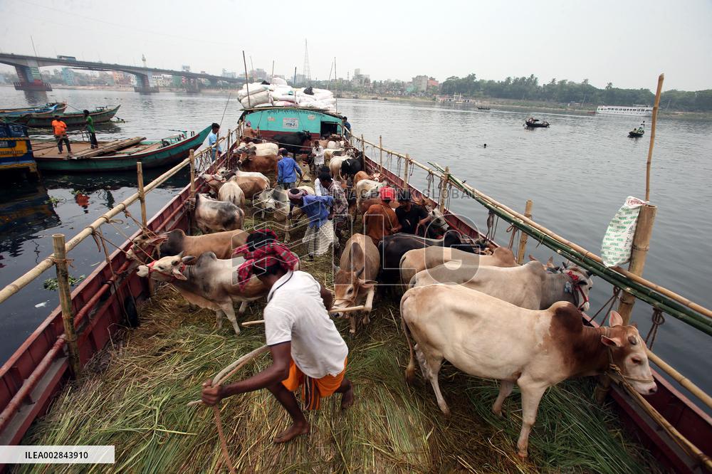 Eid-ul-Azha Preparation - Bangladesh