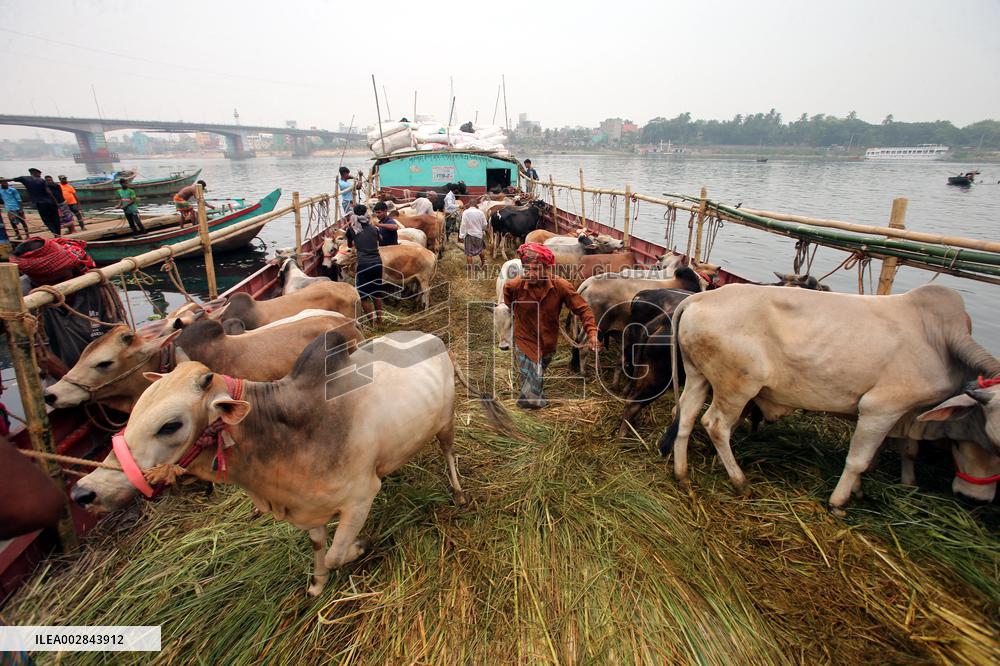 Eid-ul-Azha Preparation - Bangladesh