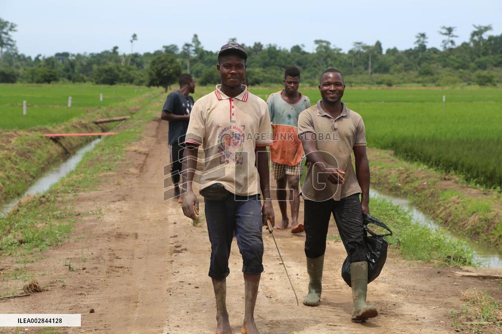 COTE D'IVOIRE-DIVO PROVINCE-CHINA-COOPERATION-RICE HARVEST