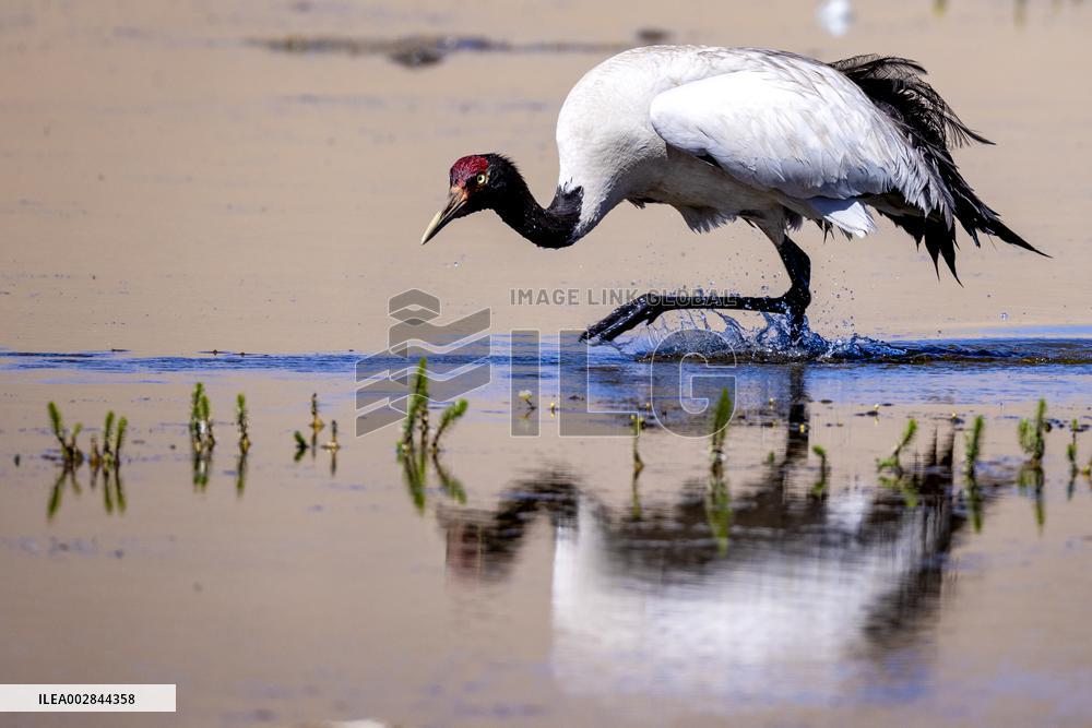 (InXizang)CHINA-XIZANG-XAINZA-BLACK-NECKED CRANE BABY (CN)