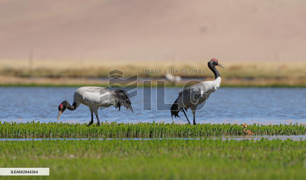 (InXizang)CHINA-XIZANG-XAINZA-BLACK-NECKED CRANE BABY (CN)