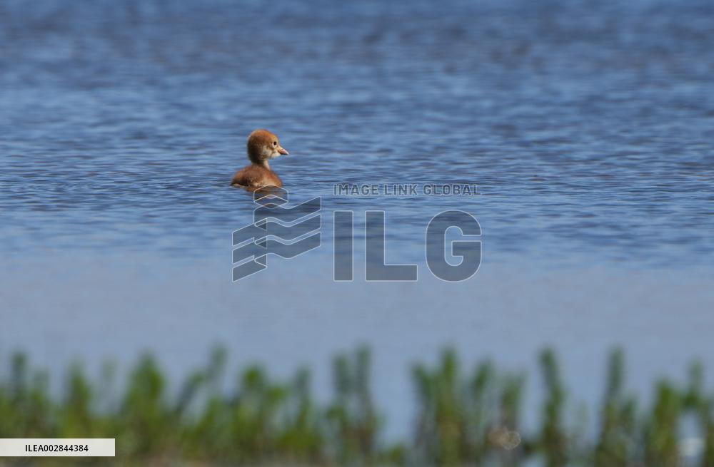 (InXizang)CHINA-XIZANG-XAINZA-BLACK-NECKED CRANE BABY (CN)
