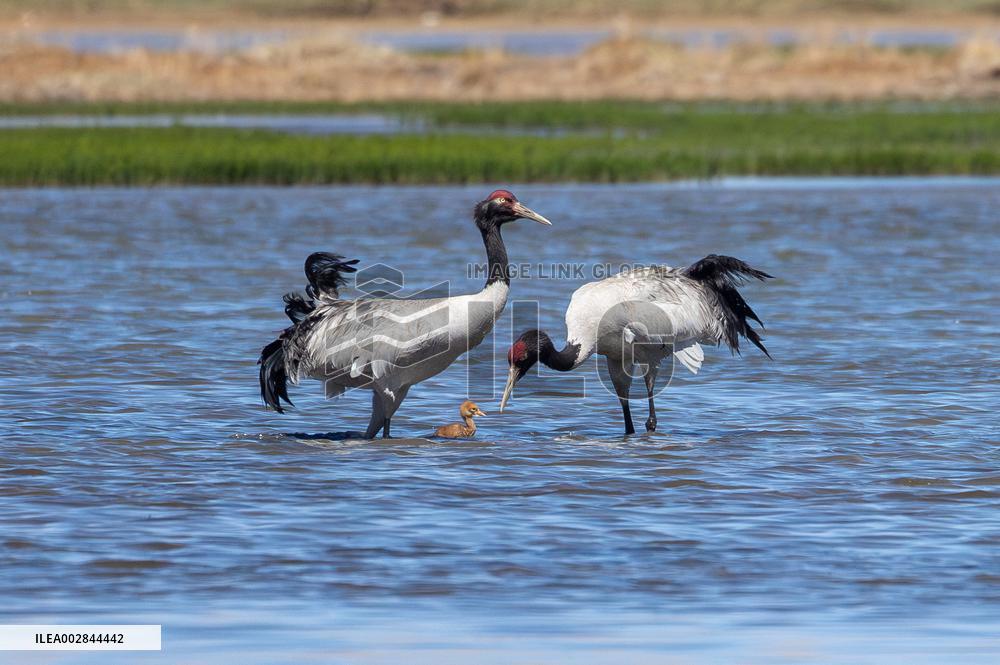(InXizang)CHINA-XIZANG-XAINZA-BLACK-NECKED CRANE BABY (CN)