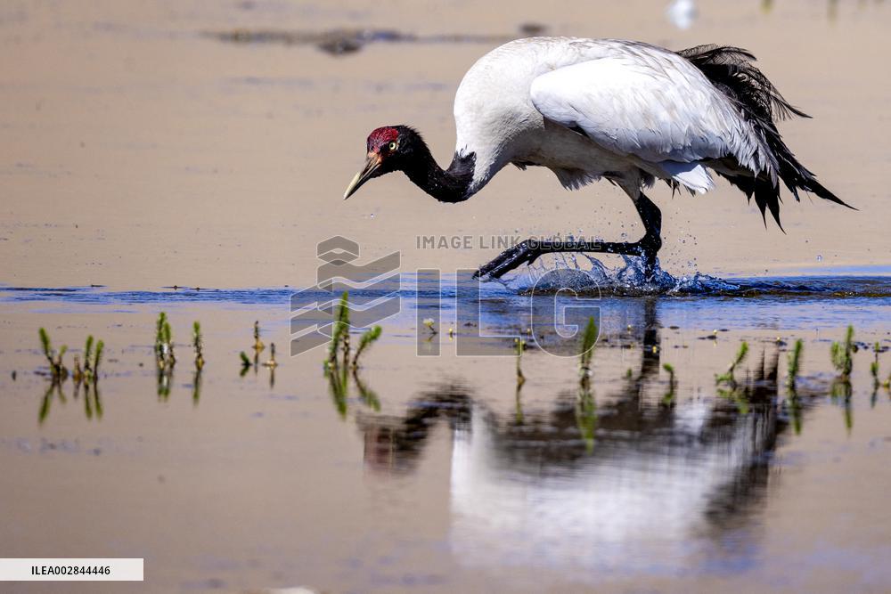 (InXizang)CHINA-XIZANG-XAINZA-BLACK-NECKED CRANE BABY (CN)