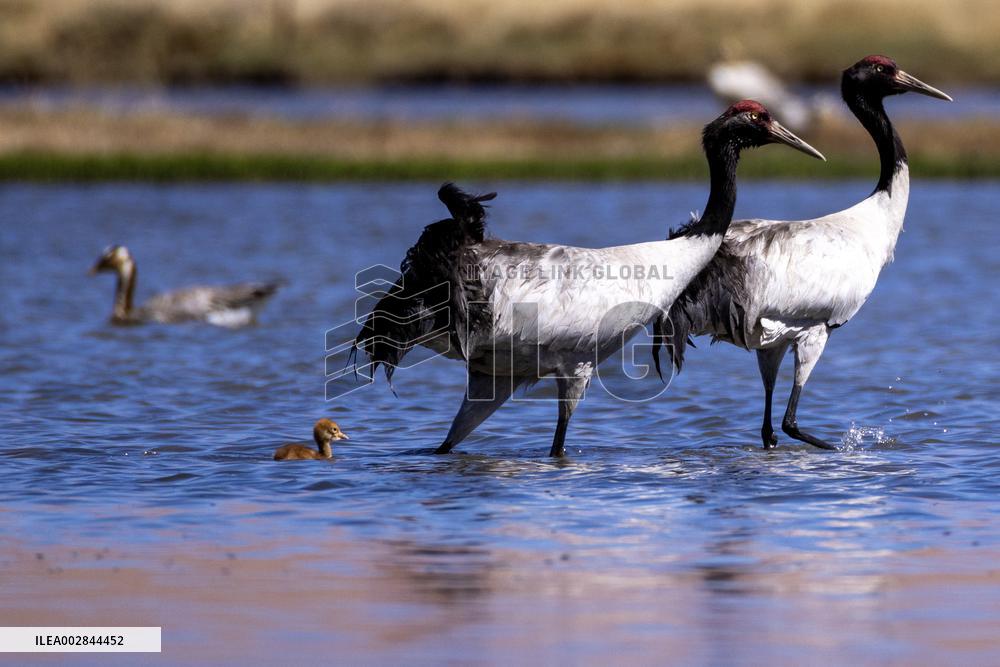 (InXizang)CHINA-XIZANG-XAINZA-BLACK-NECKED CRANE BABY (CN)