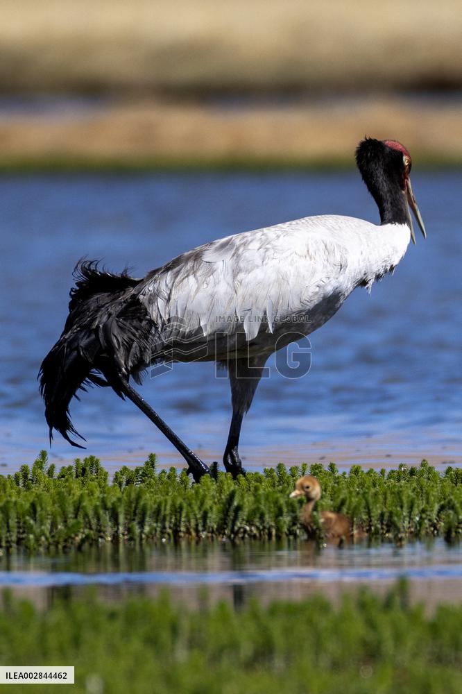 (InXizang)CHINA-XIZANG-XAINZA-BLACK-NECKED CRANE BABY (CN)
