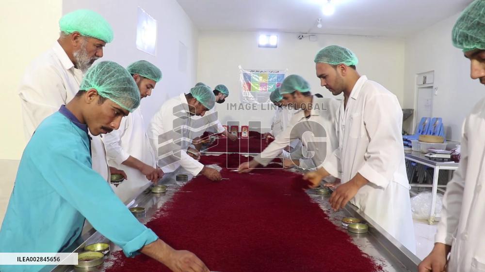 Afghanistan expects to harvest 50 tonnes of saffron this year