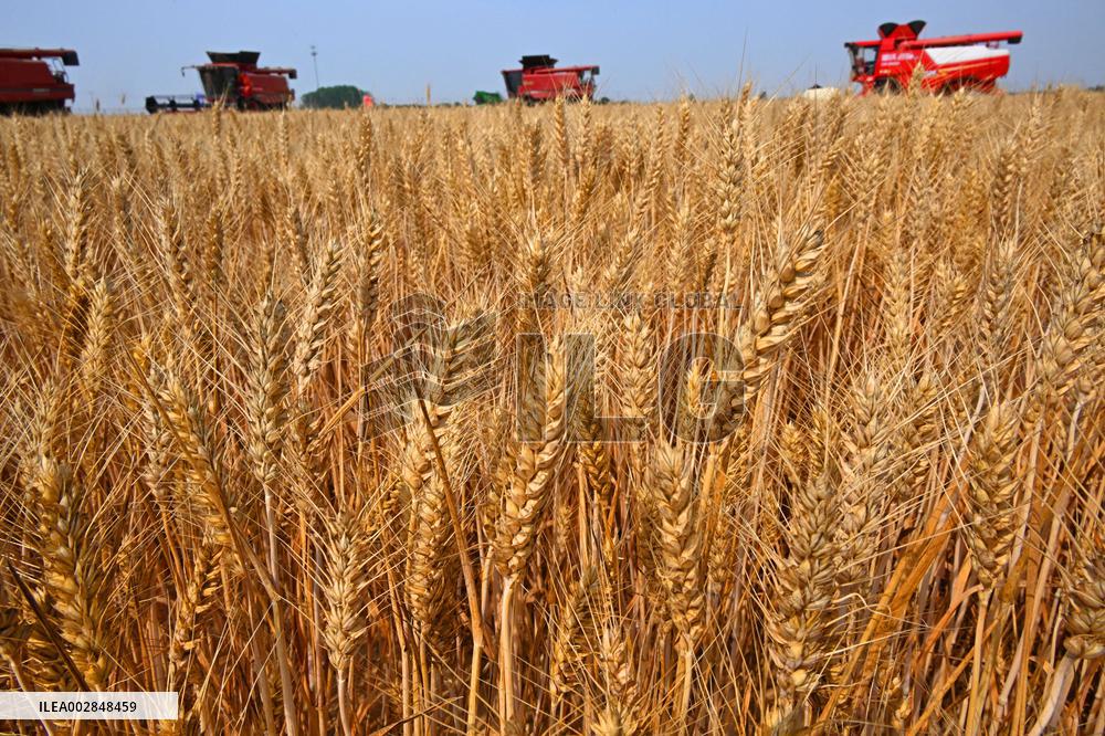 (ShandongHorizon)CHINA-SHANDONG-QINGDAO-WHEAT HARVEST (CN)