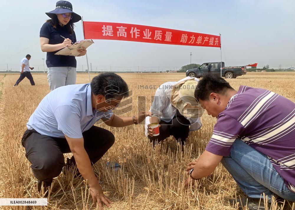(ShandongHorizon)CHINA-SHANDONG-QINGDAO-WHEAT HARVEST (CN)