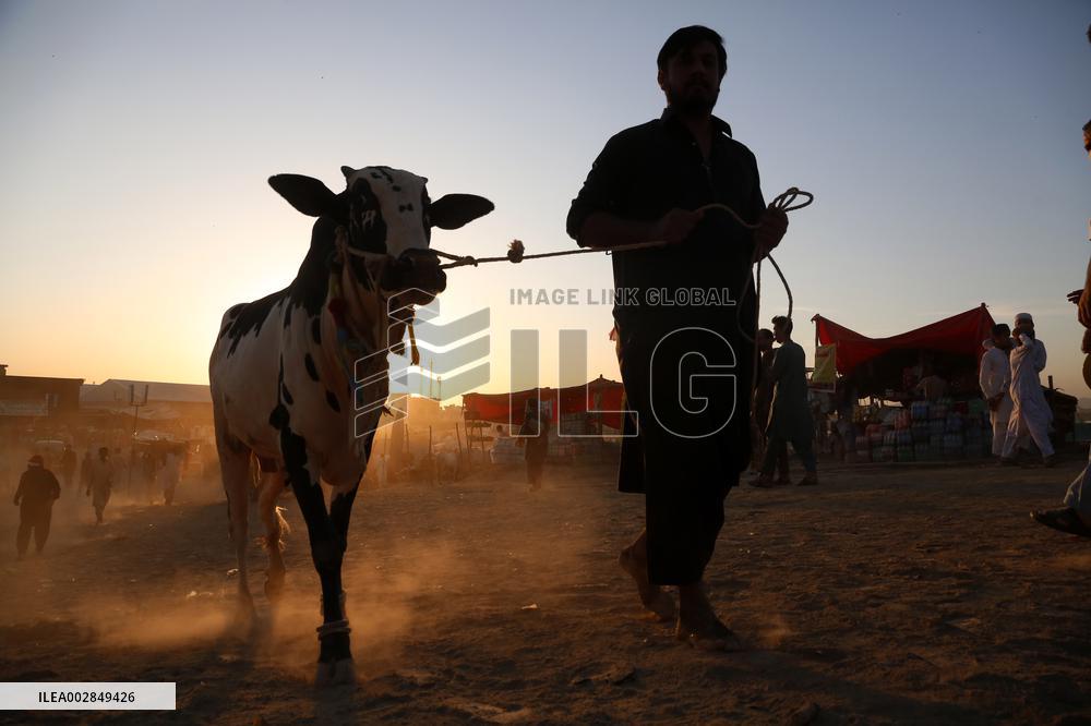 PAKISTAN-ISLAMABAD-EID AL-ADHA-ANIMAL-MARKET
