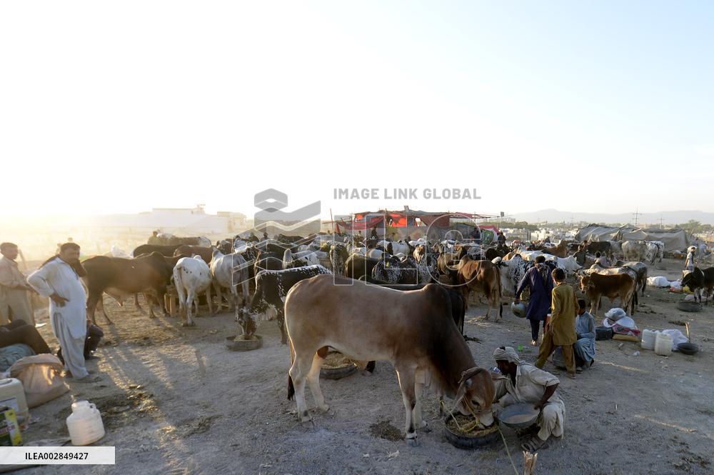 PAKISTAN-ISLAMABAD-EID AL-ADHA-ANIMAL-MARKET