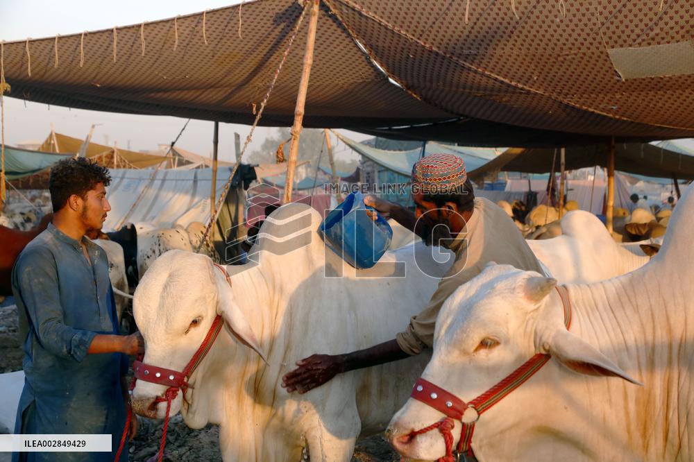 PAKISTAN-ISLAMABAD-EID AL-ADHA-ANIMAL-MARKET