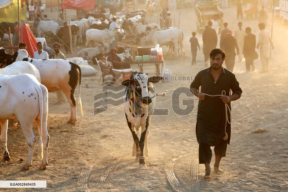 PAKISTAN-ISLAMABAD-EID AL-ADHA-ANIMAL-MARKET