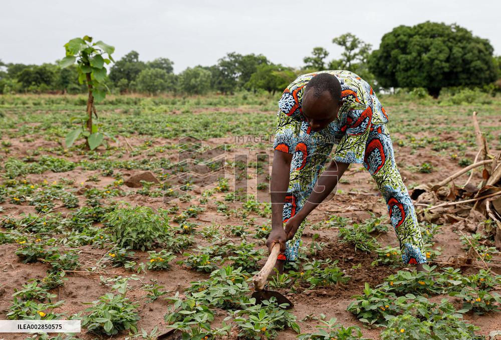 BENIN-PARAKOU-CHINESE TECHNOLOGY-COTTON PRODUCTION