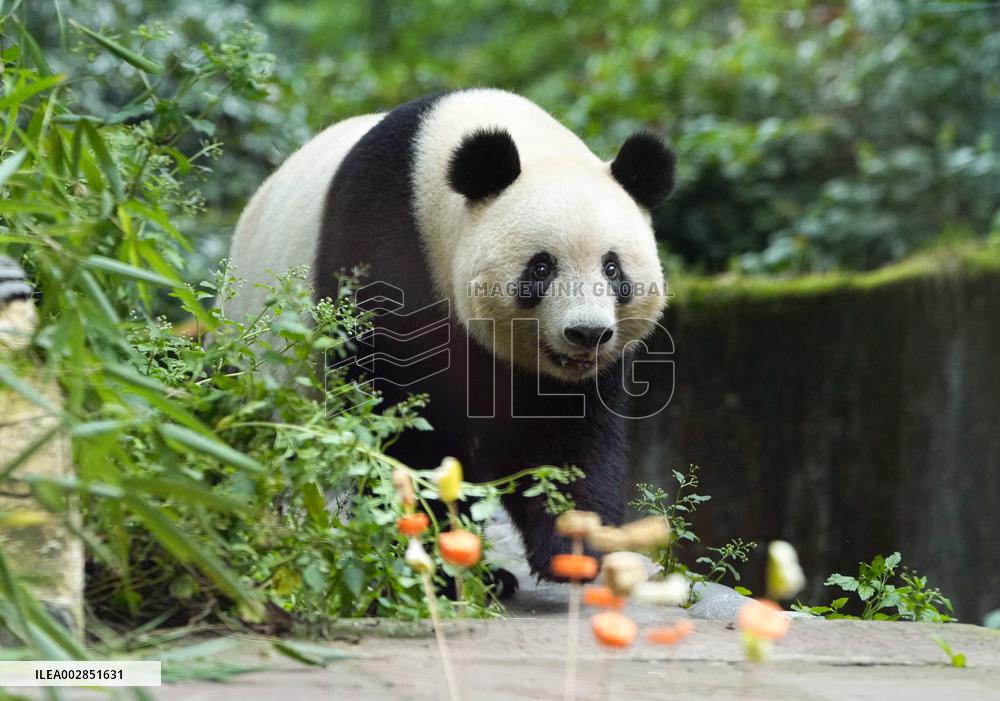 Tokyo-born panda Xiang Xiang in China
