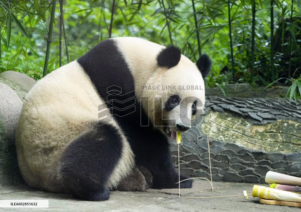 Tokyo-born panda Xiang Xiang in China
