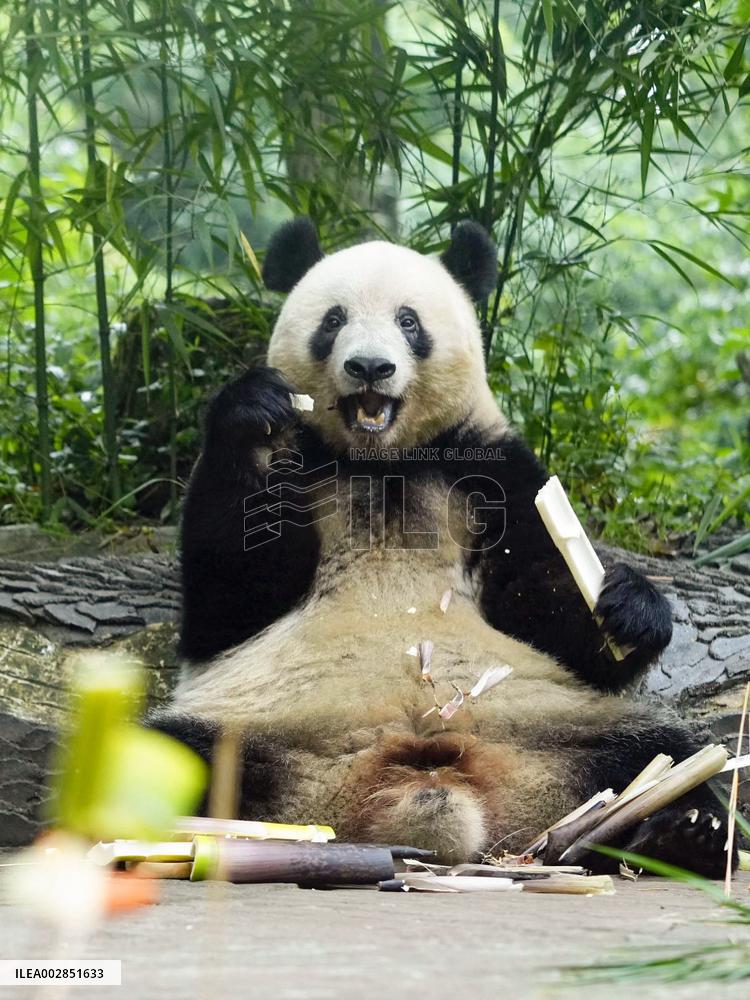 Tokyo-born panda Xiang Xiang in China