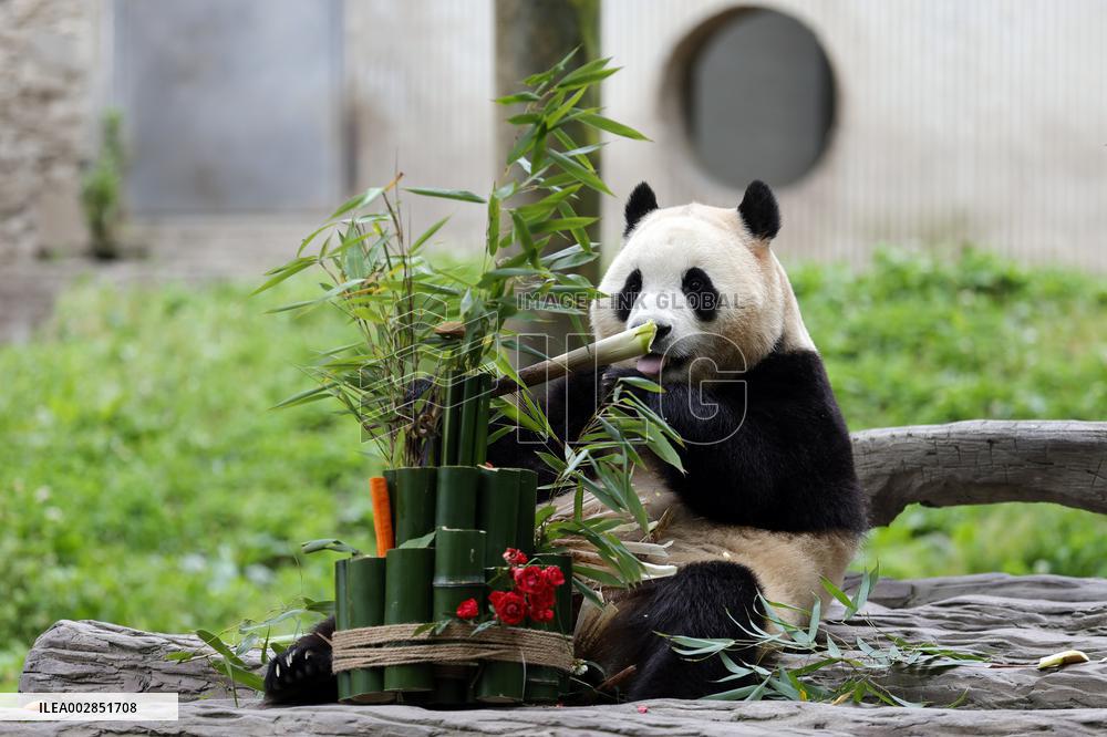 (SichuanMosaics)CHINA-SICHUAN-GIANT PANDA-FU BAO-MEETING THE PUBLIC (CN)
