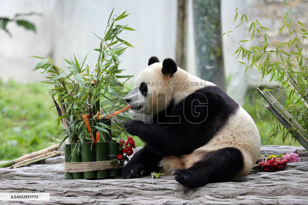 (SichuanMosaics)CHINA-SICHUAN-GIANT PANDA-FU BAO-MEETING THE PUBLIC (CN)