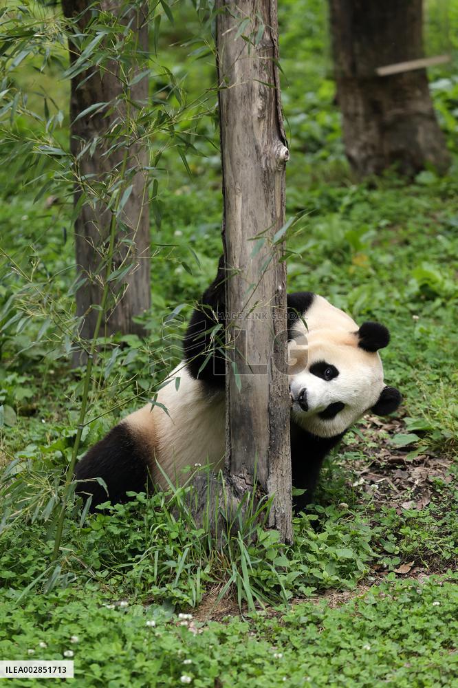 (SichuanMosaics)CHINA-SICHUAN-GIANT PANDA-FU BAO-MEETING THE PUBLIC (CN)