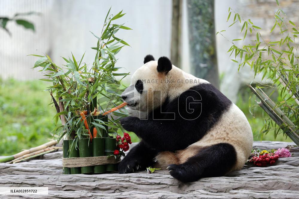 (SichuanMosaics)CHINA-SICHUAN-GIANT PANDA-FU BAO-MEETING THE PUBLIC (CN)