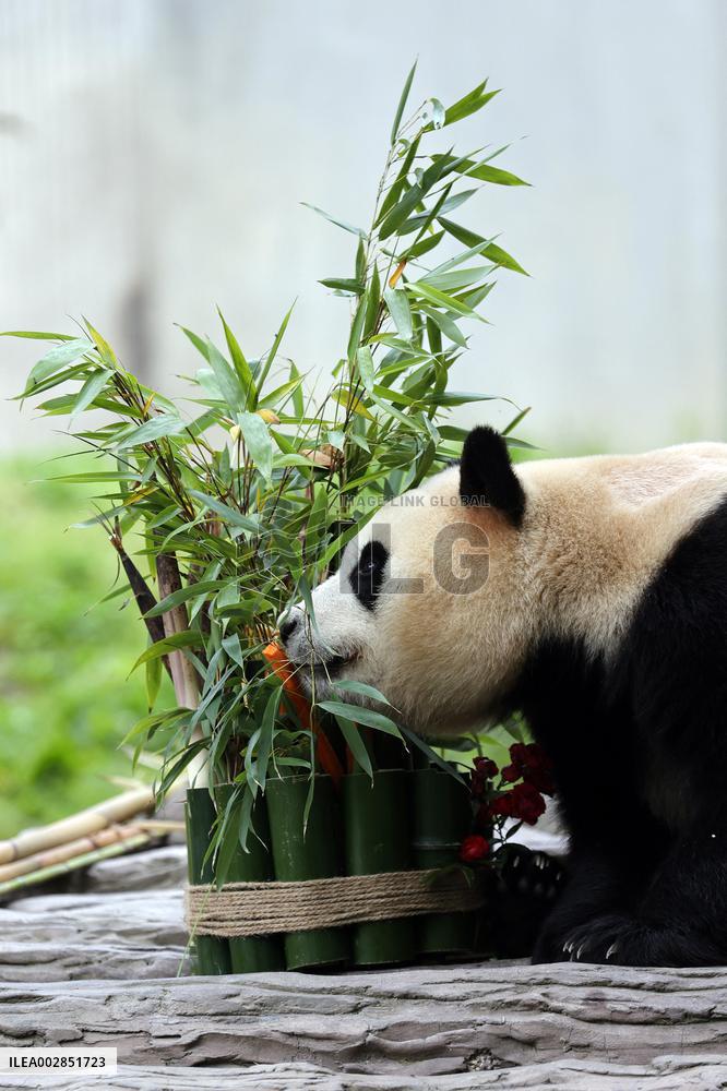 (SichuanMosaics)CHINA-SICHUAN-GIANT PANDA-FU BAO-MEETING THE PUBLIC (CN)