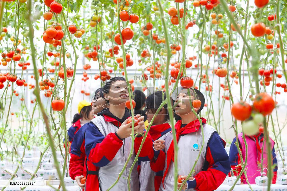 Smart Agriculture in Chongqing