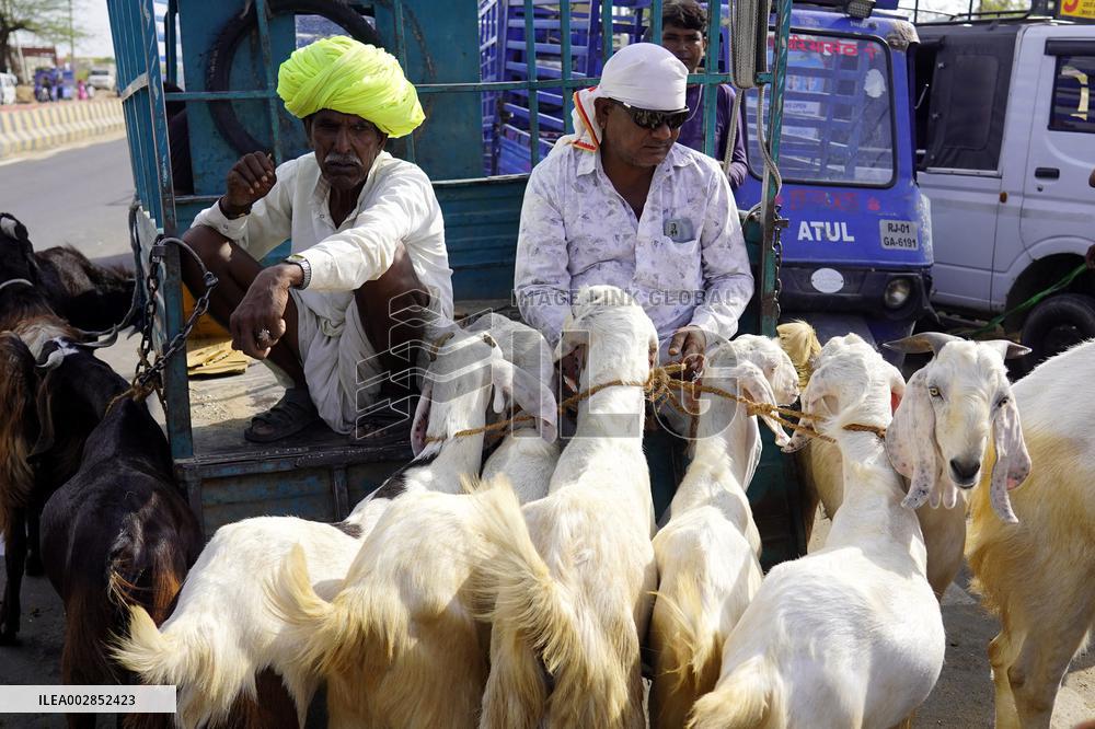 Goat Sellers Before The Muslim Festival Of Eid Al-Adha - India