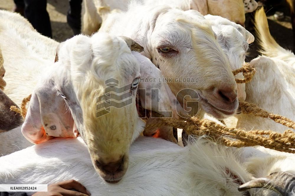 Goat Sellers Before The Muslim Festival Of Eid Al-Adha - India