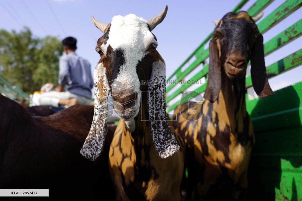 Goat Sellers Before The Muslim Festival Of Eid Al-Adha - India