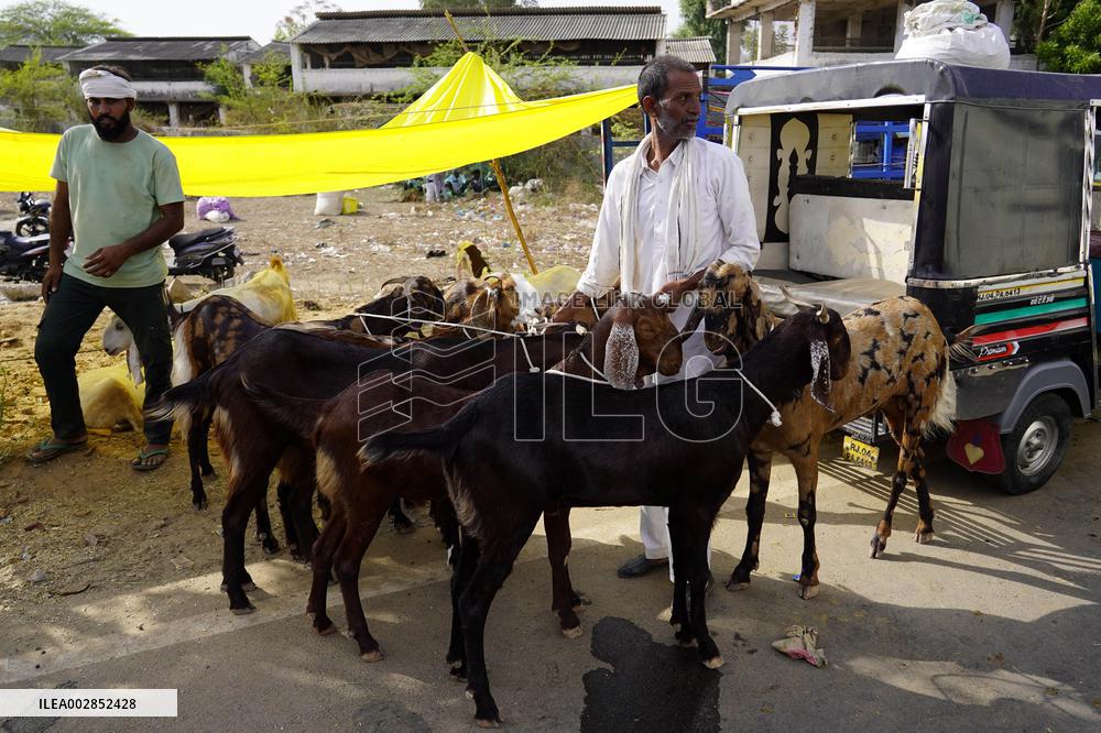 Goat Sellers Before The Muslim Festival Of Eid Al-Adha - India