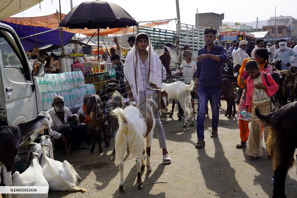 Goat Sellers Before The Muslim Festival Of Eid Al-Adha - India