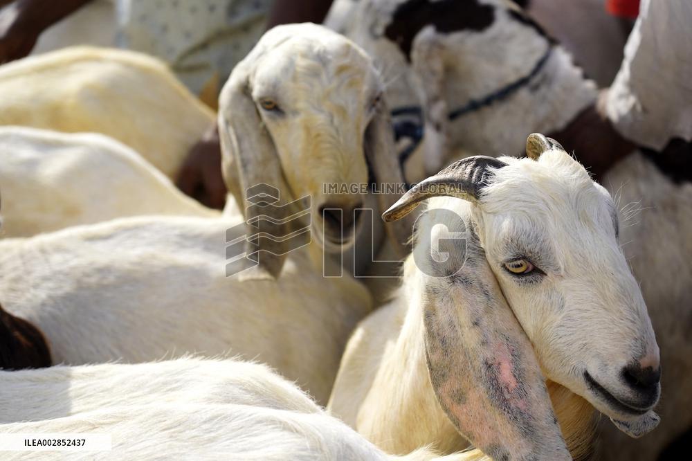 Goat Sellers Before The Muslim Festival Of Eid Al-Adha - India