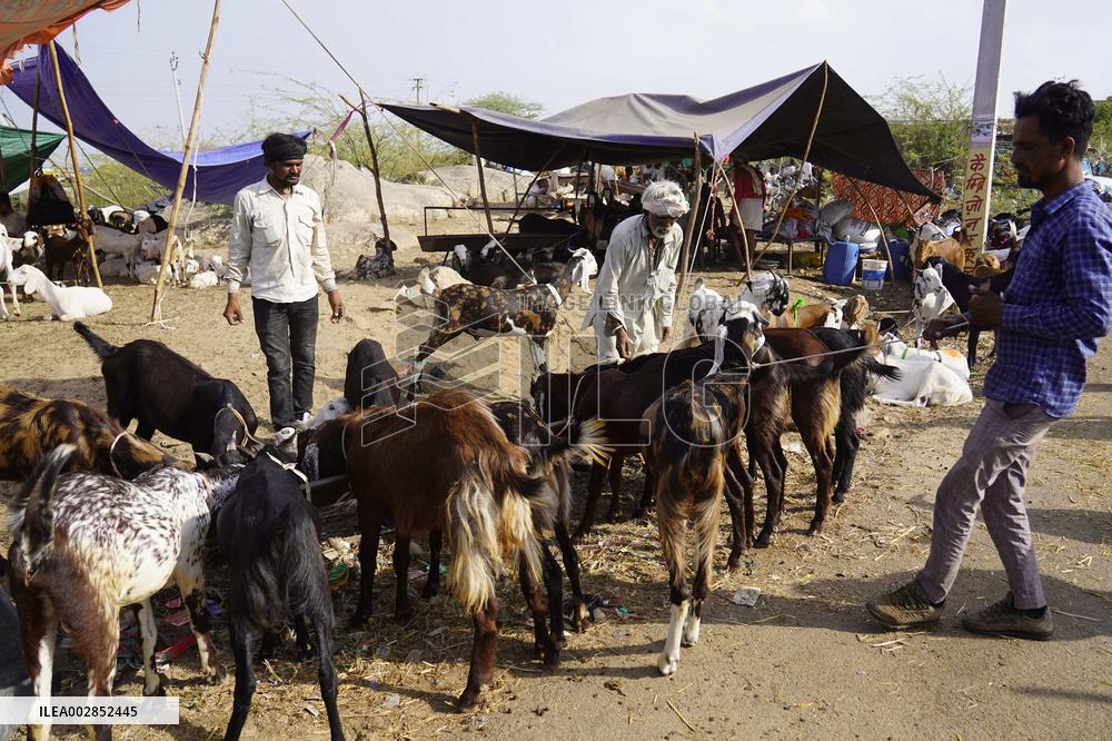 Goat Sellers Before The Muslim Festival Of Eid Al-Adha - India