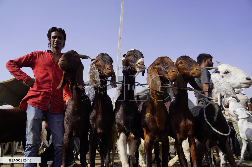 Goat Sellers Before The Muslim Festival Of Eid Al-Adha - India