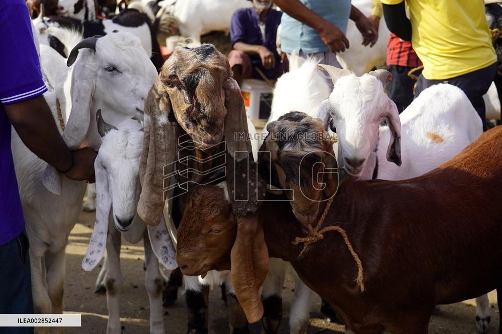 Goat Sellers Before The Muslim Festival Of Eid Al-Adha - India