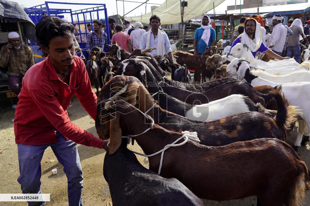 Goat Sellers Before The Muslim Festival Of Eid Al-Adha - India