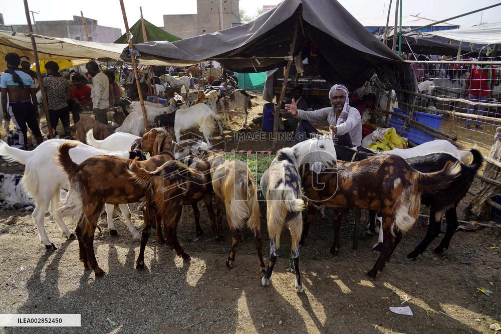 Goat Sellers Before The Muslim Festival Of Eid Al-Adha - India