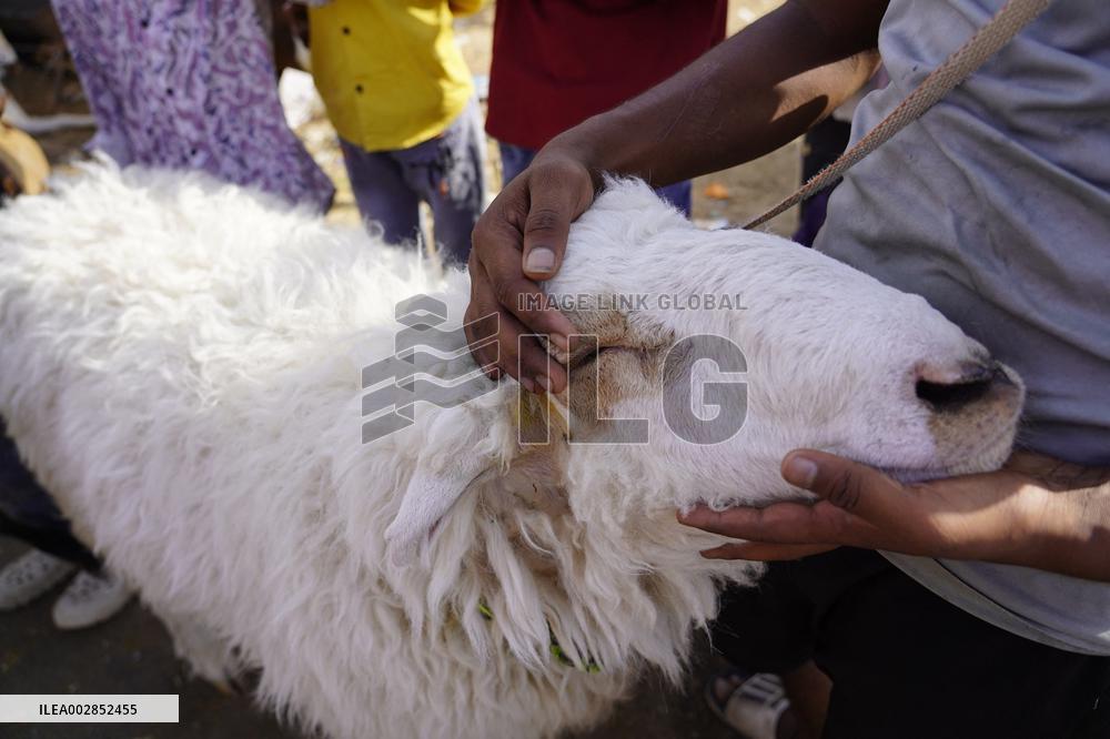 Goat Sellers Before The Muslim Festival Of Eid Al-Adha - India