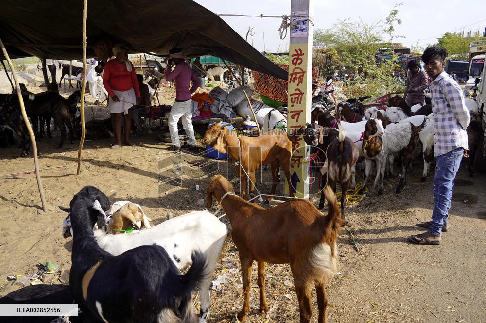 Goat Sellers Before The Muslim Festival Of Eid Al-Adha - India